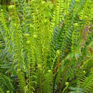 We did not find results for: Wildflower Fern Hard Irish Wild Flora Wildflowers Of Ireland
