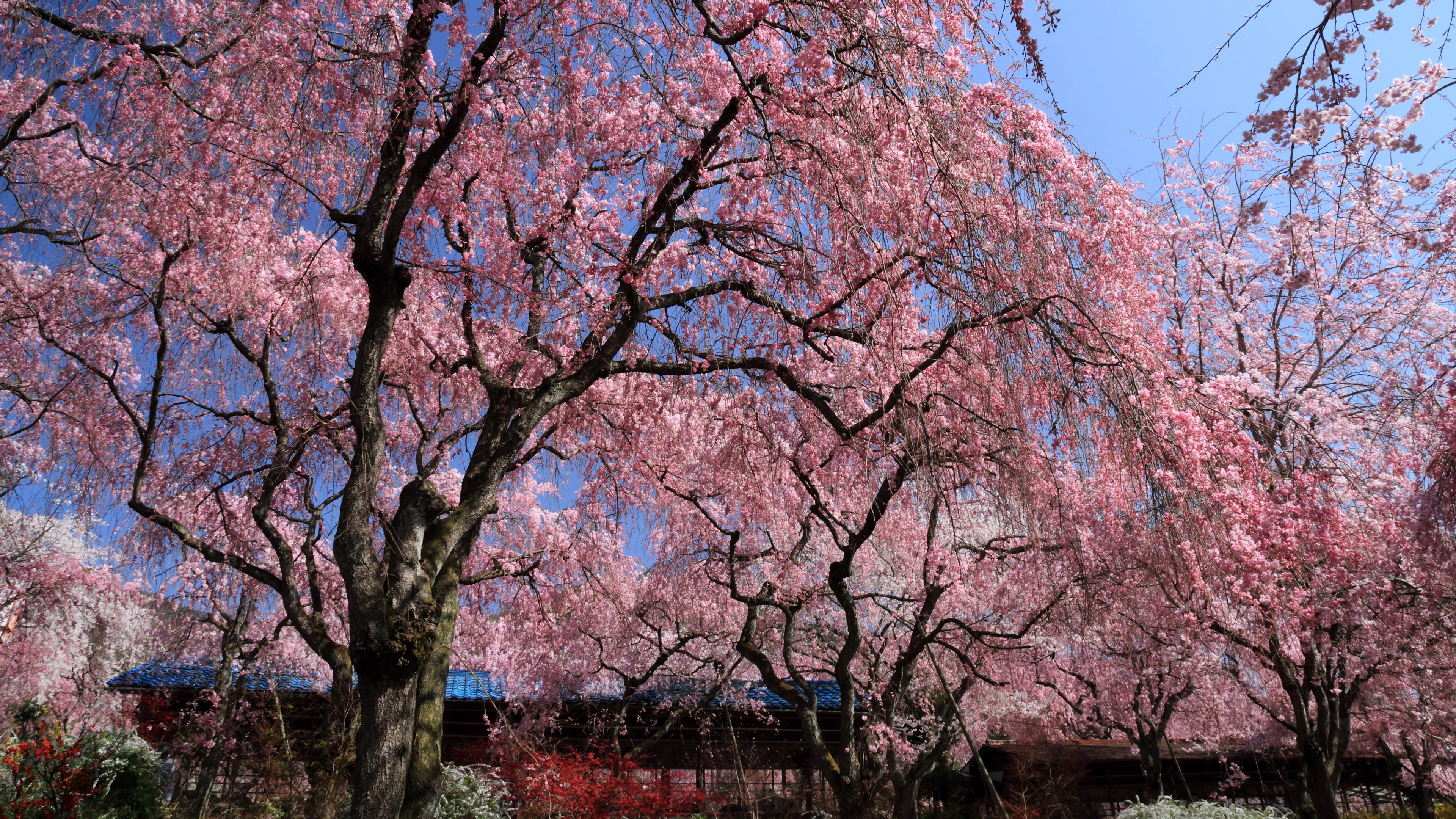 最高デスクトップ 夜桜 壁紙 最高の花の画像