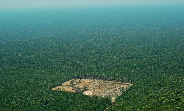Desmatamento da Amazônia cresce mais de 88% em junho