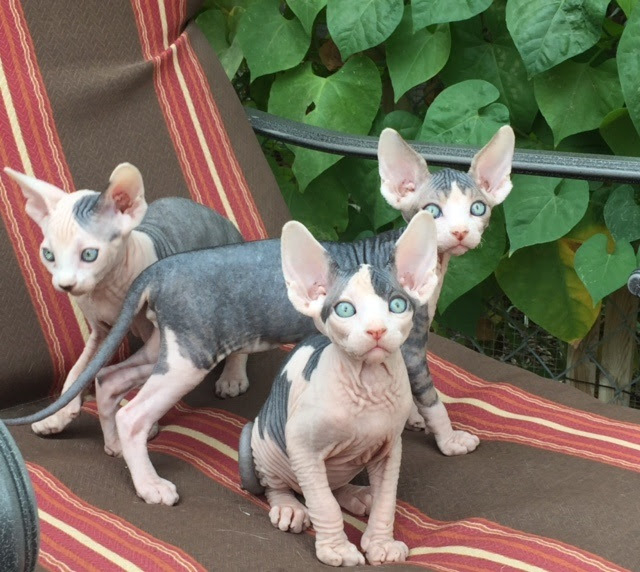 Sphynx Kittens For Sale Near Me Petfinder