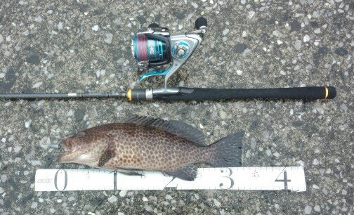 ラブリーダイワ エクス ファイア 魚のすべて