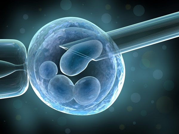 embryos fresh or frozen options