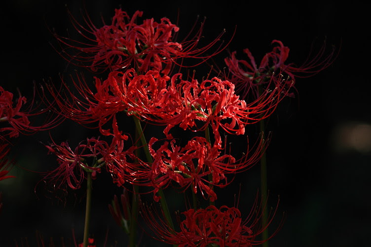 綺麗な彼岸花 壁紙 フリー 最高の花の画像