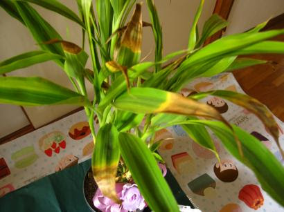 すべての美しい花の画像 トップ100観葉植物 葉先 枯れ