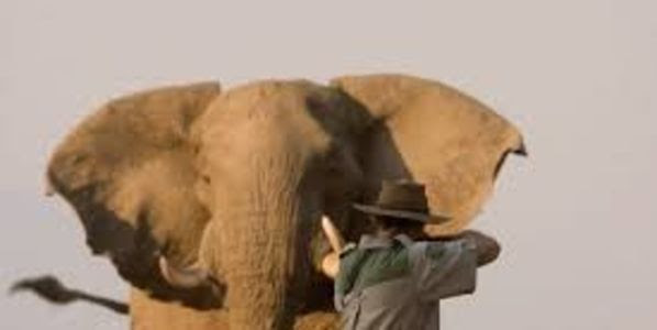 Stop
Trophy Hunting In South Africa