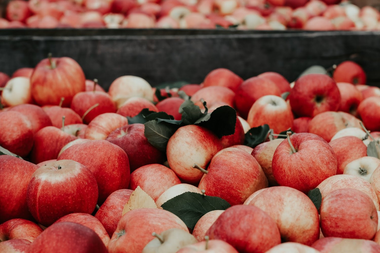 Princeton Apple Picking