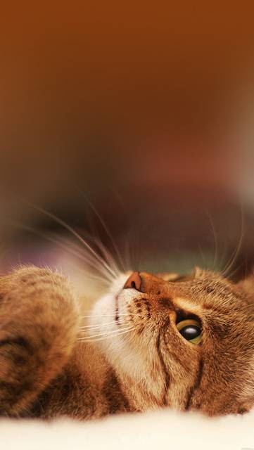 ディズニー画像ランド 最高待ち受け 猫 壁紙 猫 おもしろ