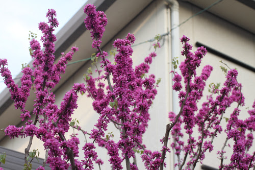ラブリー春の花木 ピンク 美しい花の画像