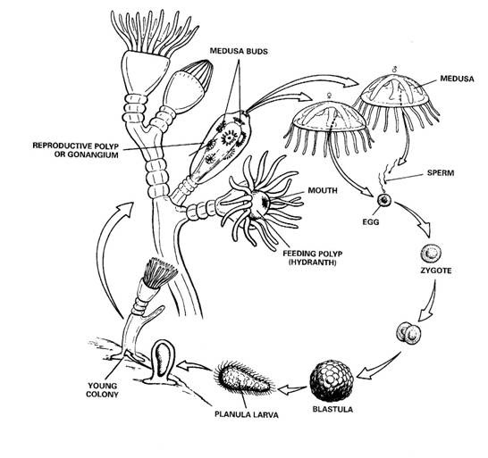 Taksonomi dan Klasifikasi Makhluk Hidup Coelenterata