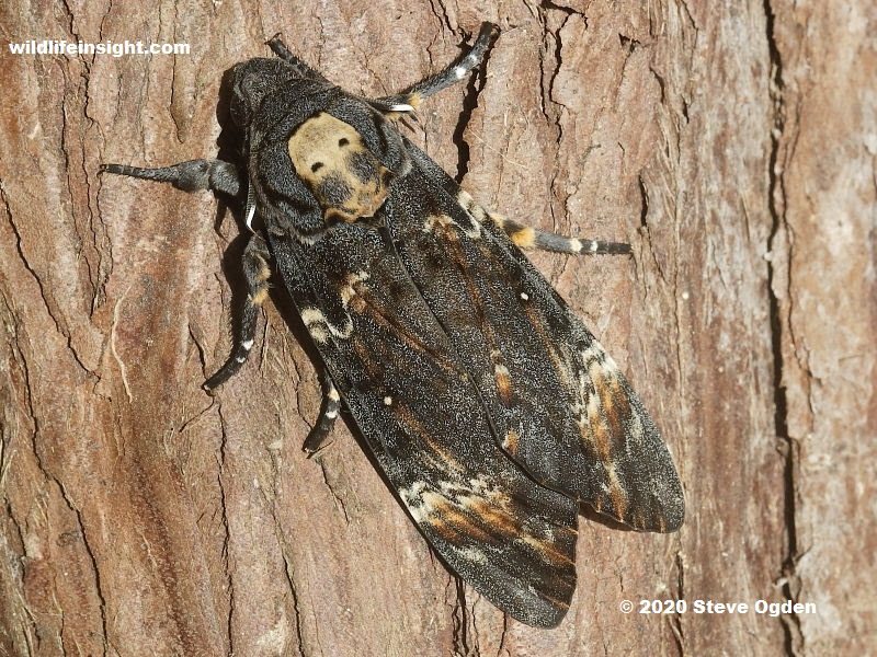 There is a menacing in between the record grooves, perhaps reflecting our current turbulent times. Death S Head Hawkmoth Acherontia Atropos Wildlife Insight