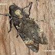 Death's Head Hawk Moth - Death S Head Hawk Moth Acherontia Atropos On White Background Stock Photo Picture And Royalty Free Image Image 113643599 : Death's head moth (acherontia atropos), a species of hawk moth.