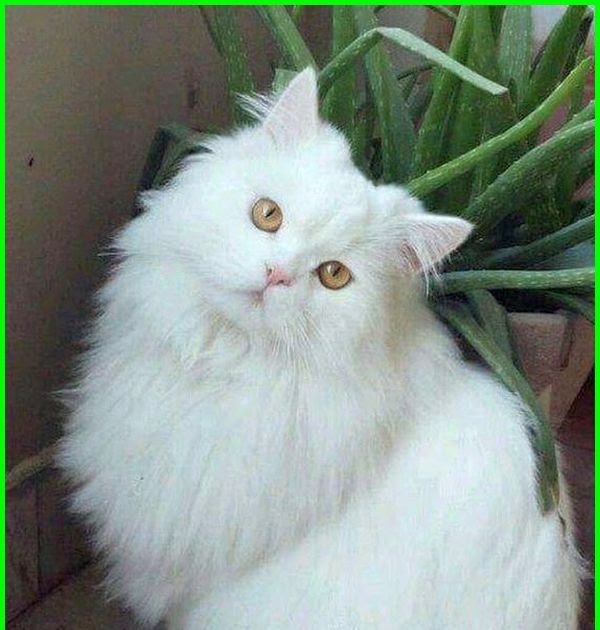 Anak Kucing  Persia Gambar Kucing  Lucu Dan Imut  Banget