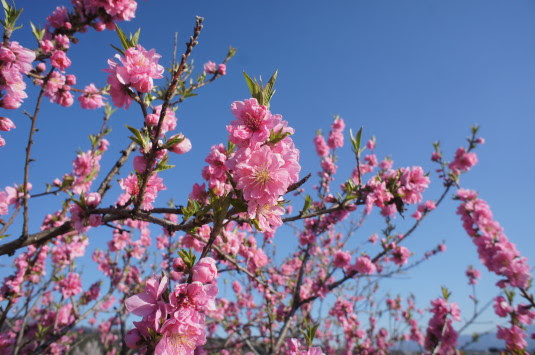すべての花の画像 上スモモ 花 ピンク