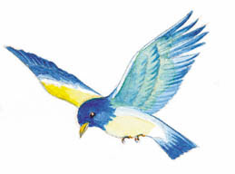 最高の動物画像 ベスト青い鳥 イラスト 綺麗