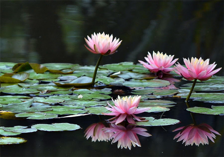 In the old roman calendar, december was called mensis december, the tenth month, because the roman calendar started in march. 15 February Flowers That In Season For Wedding Everafterguide