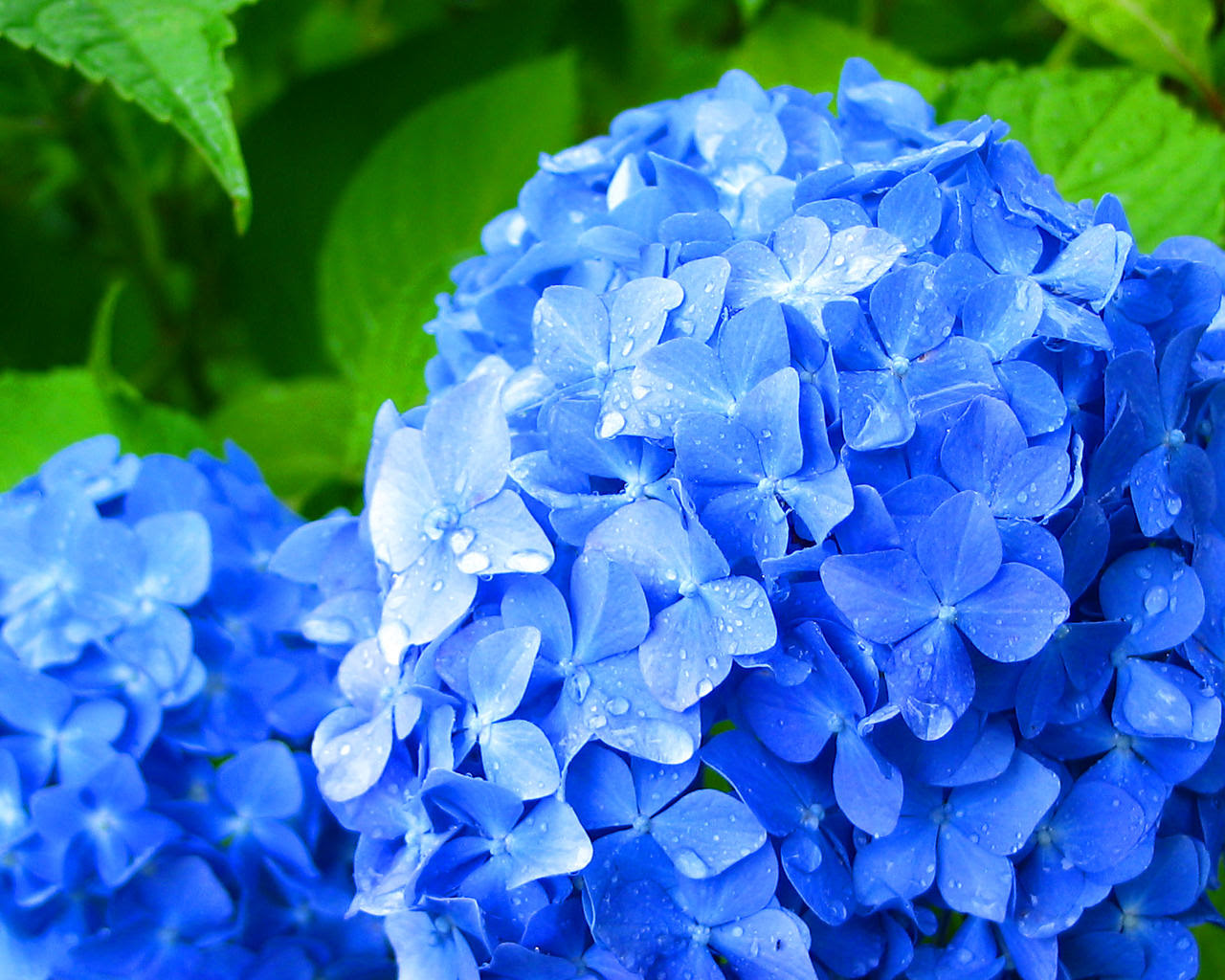100 Epic Best紫陽花 アジサイ 壁紙 最高の花の画像