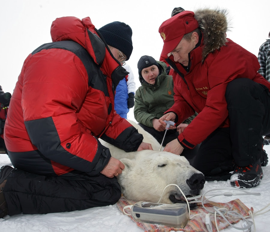 Putin bear is a sanctions escape simulator and a putin meme simulator :) you always wanted to play as putin in a game where a bird flaps forward? The Polar Bear Programme