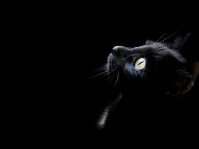 選択した画像 黒猫 かっこいい 壁紙 794771-黒猫 壁紙 かっこいい