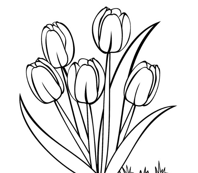 Gambar Bunga Tulip Untuk Mewarnai - gambar mewarnai bunga