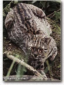 The asian golden cat is not extinct but is near threatened.asian golden cats inhabit some of the fastest developing countries in the world, where they are increasingly threatened by habitat destruction following deforestation, along with a declining ungulate prey base. Animal Info Asiatic Golden Cat