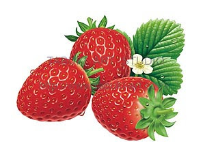 無料の動物画像 トップ100手書き いちご イラスト リアル