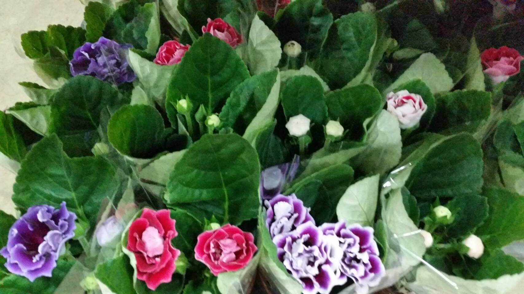 Apictnyohci3e 印刷可能 グロキシニア 花言葉 強欲 1686 グロキシニア 花言葉 強欲