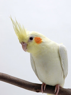 すべての花の画像 上スマホ オカメインコ 壁紙