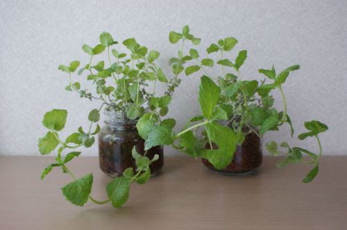 すべての美しい花の画像 驚くばかりミント ハイドロ カルチャー