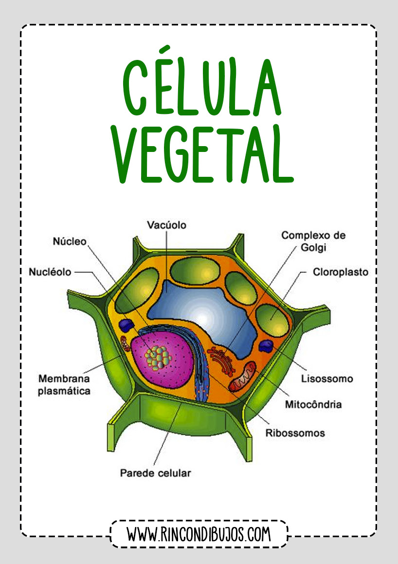Get Dibujo De Cã©Lula Animal Y Vegetal Gif - Lecto