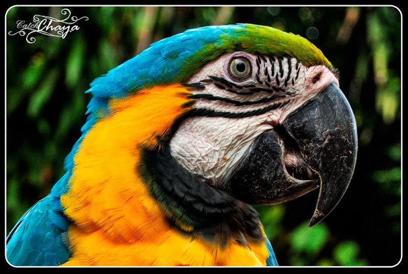 Ide Terpopuler Gambar Burung Kakak Tua Kartun, Mewarnai Burung