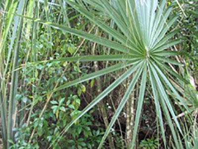 Go Native When Buying Plants in South Florida