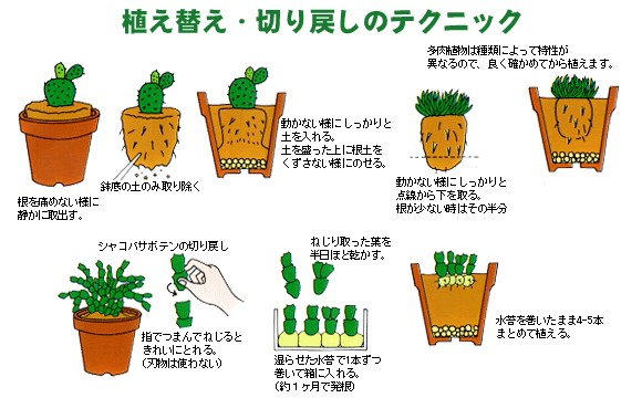 すべての美しい花の画像 50 多肉 植物 ゼオライト のみ