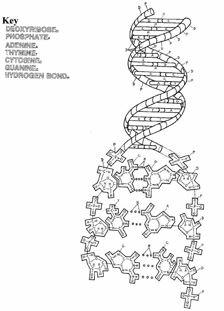 Quickly memorize the terms, phrases and much more. Dna Called The Blueprint Of Life Clip Art Library