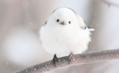 ラブリーかわいい 鳥 の 画像 無料イラスト集