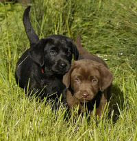 The history of the labrador retriever dates back to the early 1800s in newfoundland. Labrador Retrievers And Puppies In Oregon More Puppies