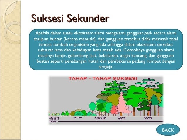  Contoh  Ekosistem Yang Ada Di  Lingkungan  Rumah  Contoh  Jari