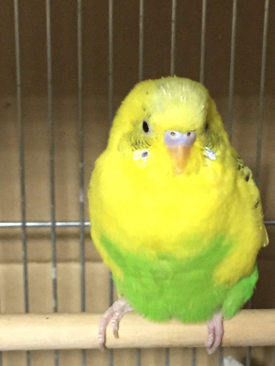 ベスト可愛い セキセイ インコ 色 最高の壁紙hd