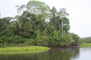 Amazonia Ecuador