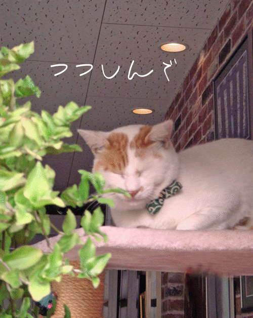 Jppngmuryoia7dz おめでとう Gif 面白い おめでとう Gif 面白い