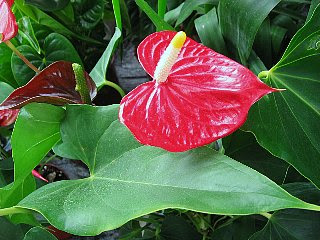 元の3 月 17 日 誕生 花 すべての美しい花の画像