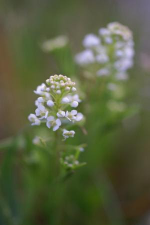 ラブリー なずな 花言葉 500 トップ画像 Hd