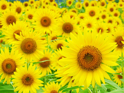 √画像をダウンロード ひまわり 花束壁紙 288476