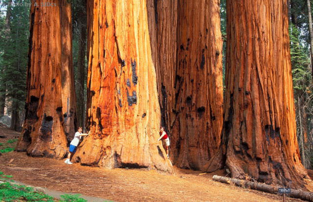 Sequoias Are Impossible to Miss!