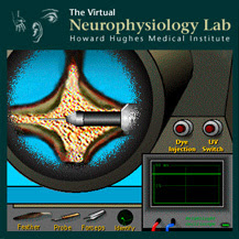 Neurophysiology Virtual Lab