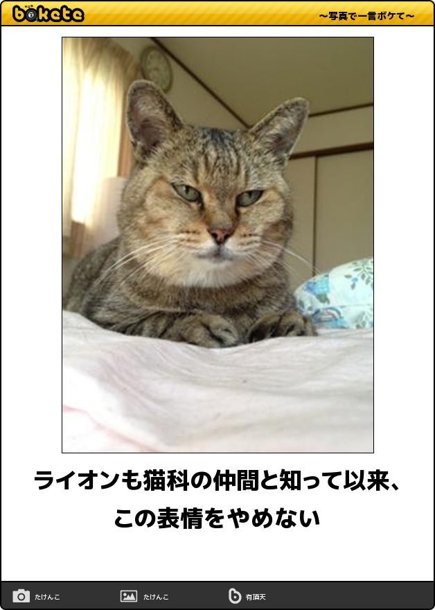 最新のhd猫 面白 画像 ボケ て インスピレーションを与える名言