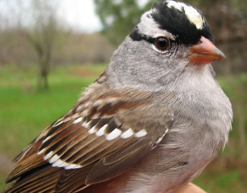 Short flights, alternates rapid wing beats with brief periods of the wings pulled to sides. Migration Research Foundation Mcgill Bird Observatory Photo Library White Crowned Sparrow