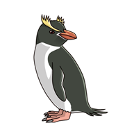 あなたのためのイラスト 50 ペンギン 種類 イラスト