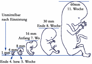 Wenn sie feststellen, dass sie schwanger sind, interessiert es sie bestimmt, wann ihr baby zur welt kommen wird. Osterreichische Ivf Gesellschaft Befruchtung Und Schwangerschaft