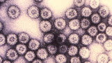 Rotavirus