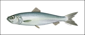 Atlantic herring illustration